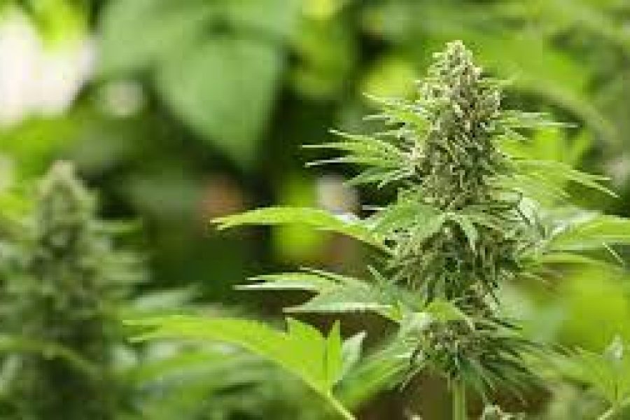 This is one of the best Ontario cannabis stores you can get on the web